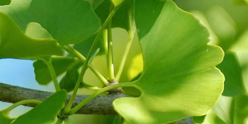 Detail-Ansicht von Ginkgoblättern