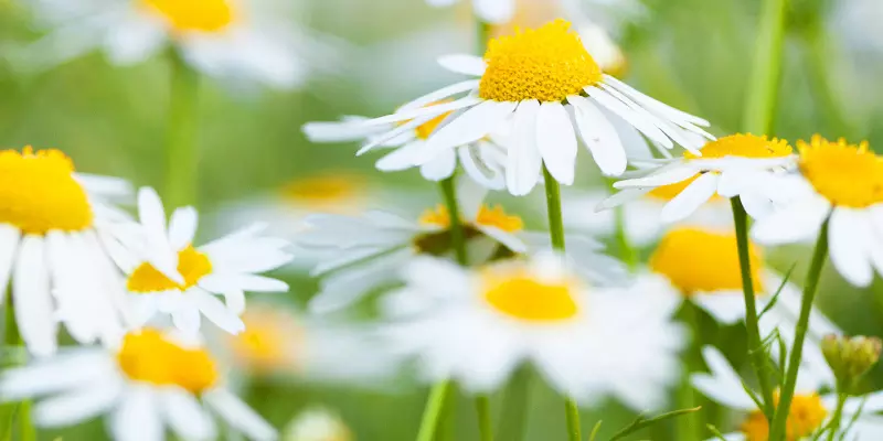 Detail-Ansicht von Kamille-Blüten
