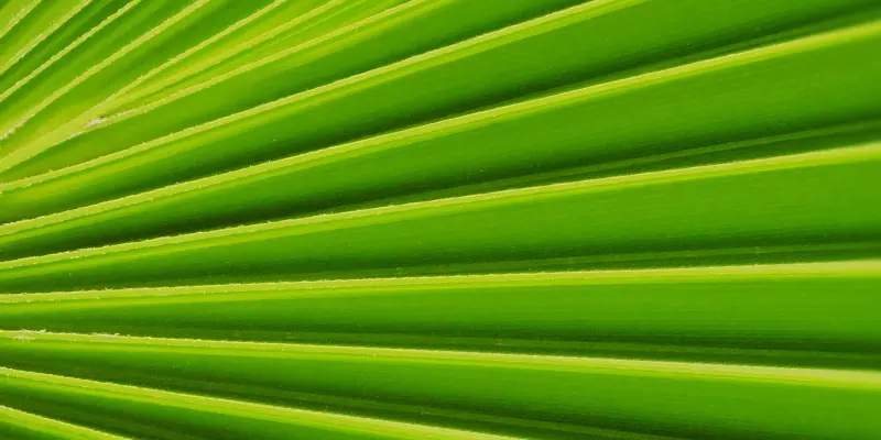Detail-Ansicht eines Sabal-Blattes