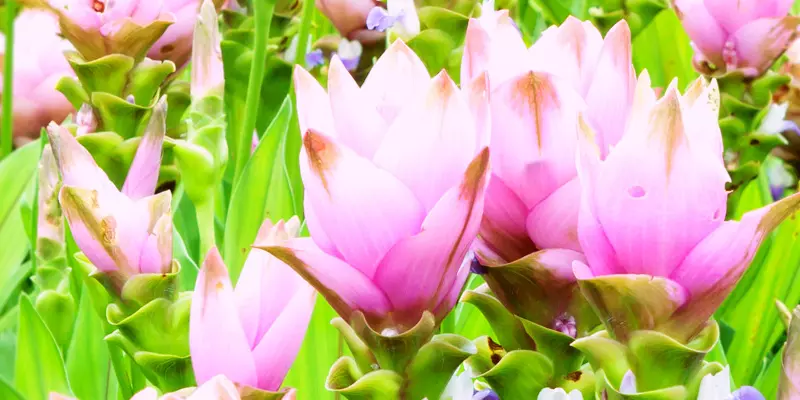 Detail-Ansicht von Curcuma-Blüten