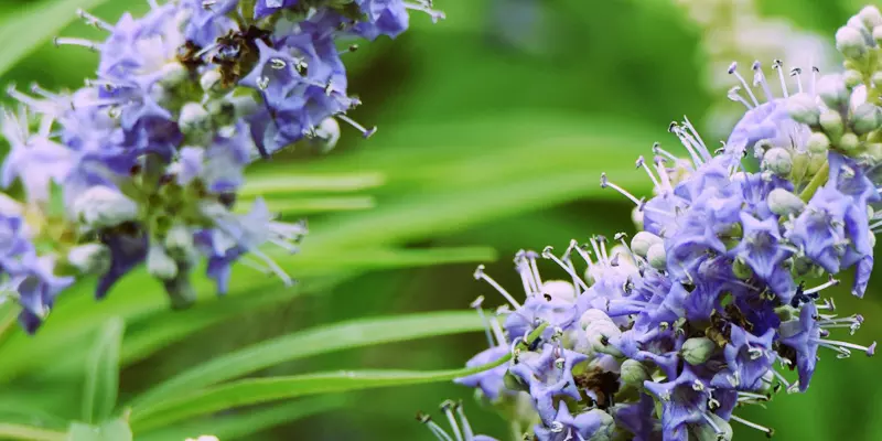 Detail-Ansicht von Mönchspfeffer-Blüten