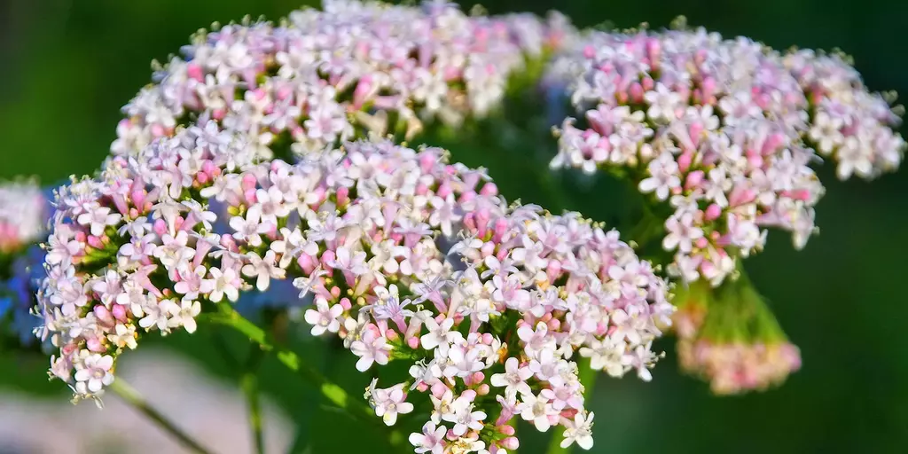 Detail-Ansicht von Baldrianblüten
