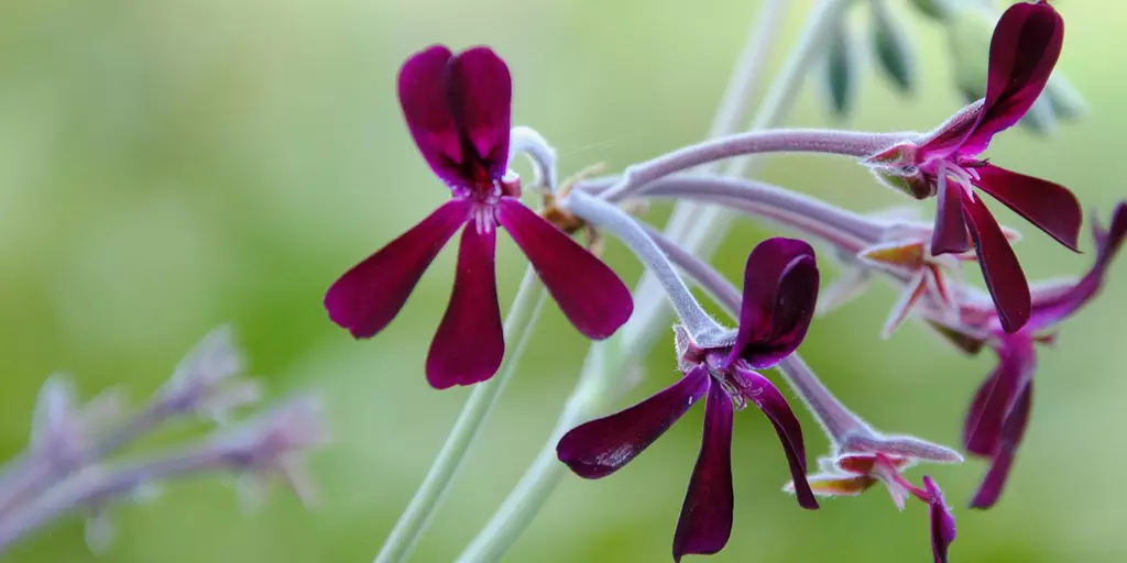 Detail-Ansicht von Pellargonium-Blüten