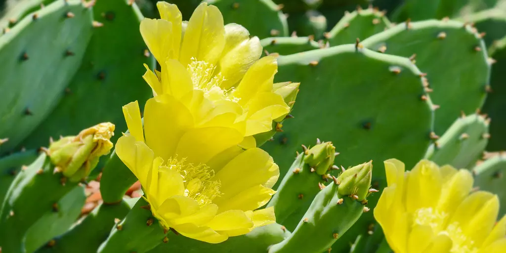 Detail-Ansicht eines Feigenkaktus mit geöffneten Blüten