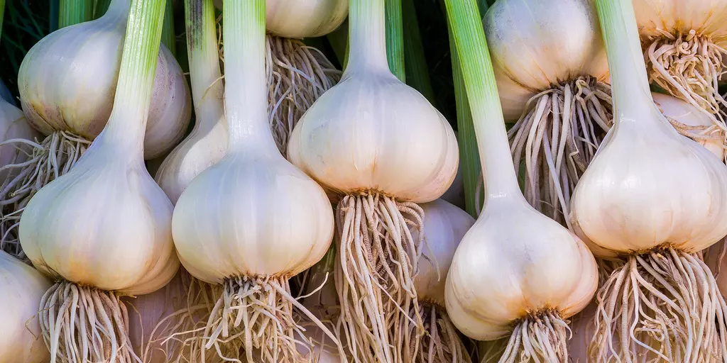 Frische Knoblauchknollen