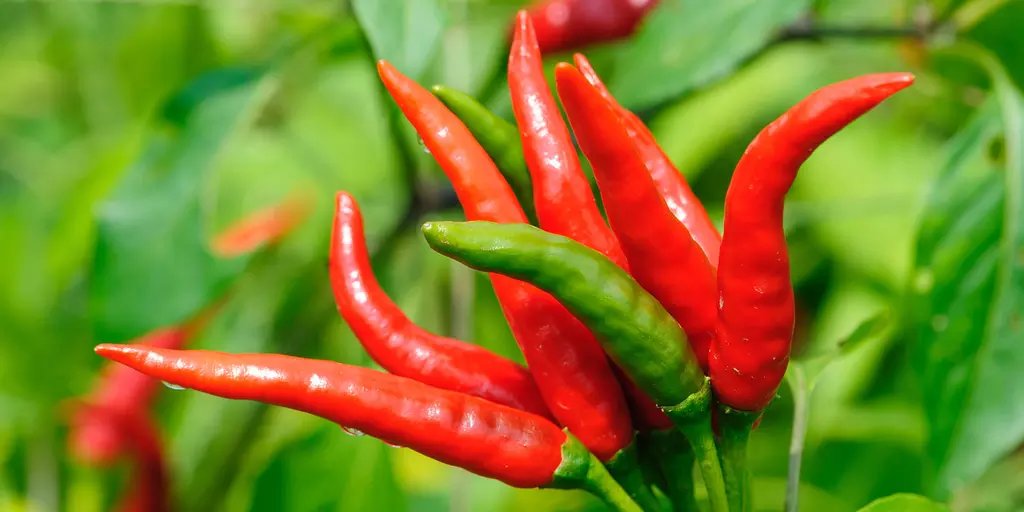 Detail-Ansicht von Capsicum-Schoten