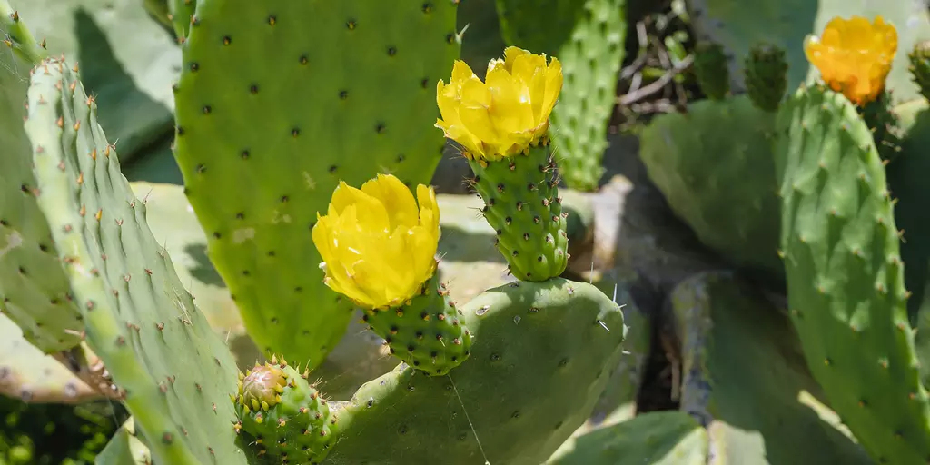 Blüten und Kladodien mehrerer Feigenkakteen