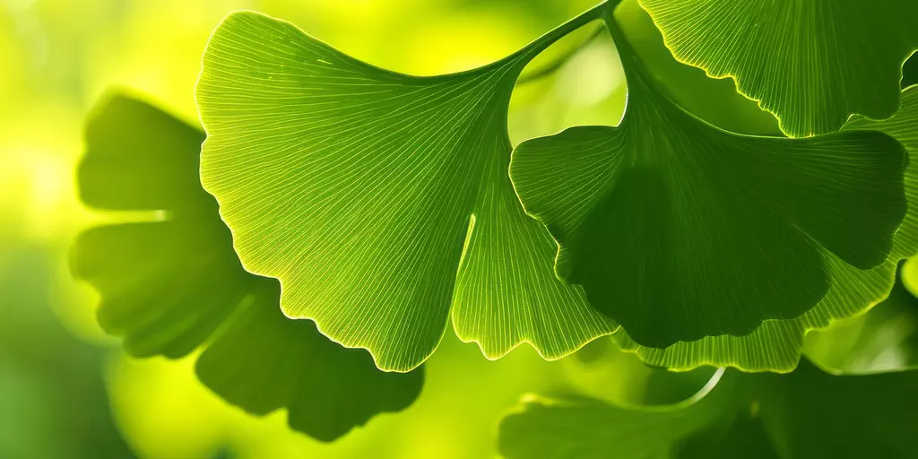 Detail-Ansicht von Ginkgo-Blättern