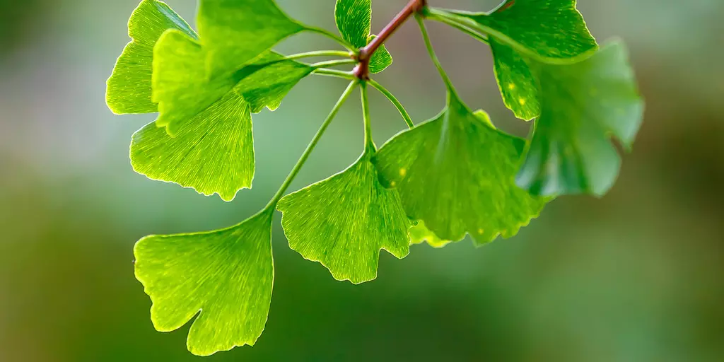 Detail-Ansicht von Ginkgo-Blättern