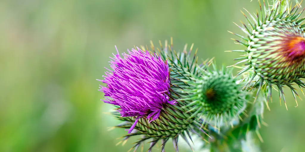 Detail-Aufnahme von Mariendistel-Blüten