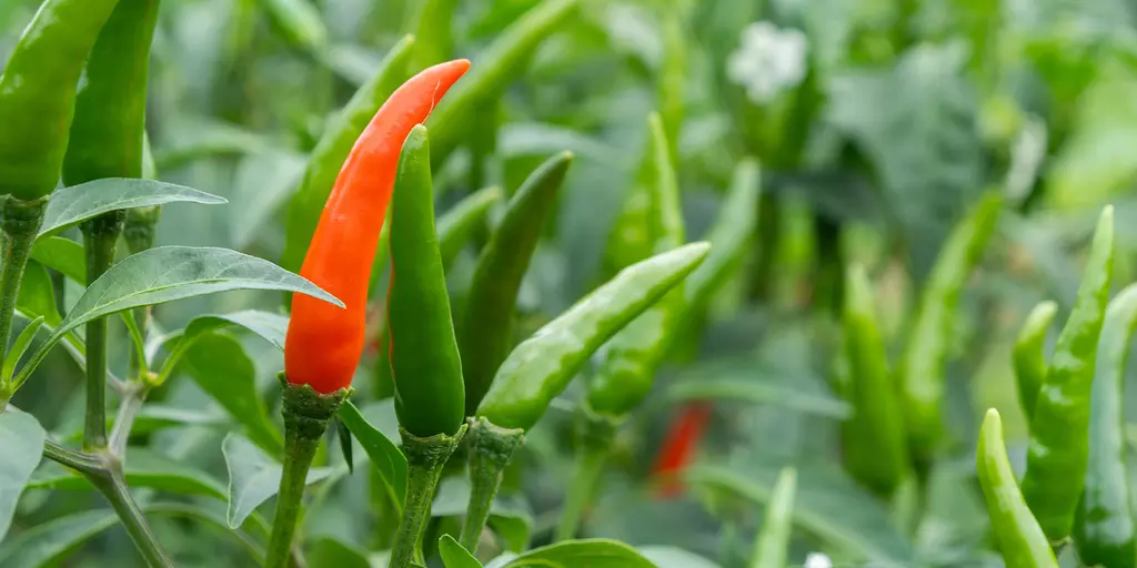 Detail-Ansicht von Capsicum-Schoten