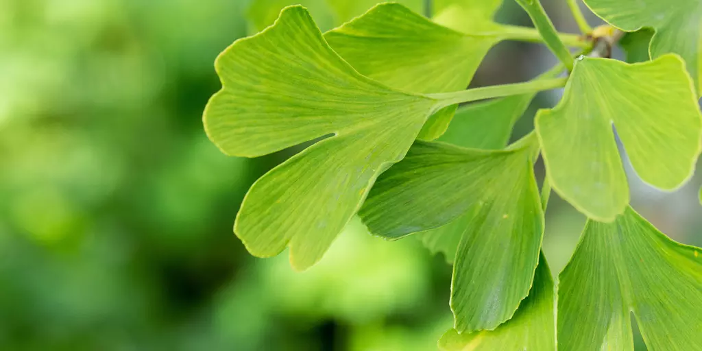 Detail-Ansicht von Ginkgo-Blättern