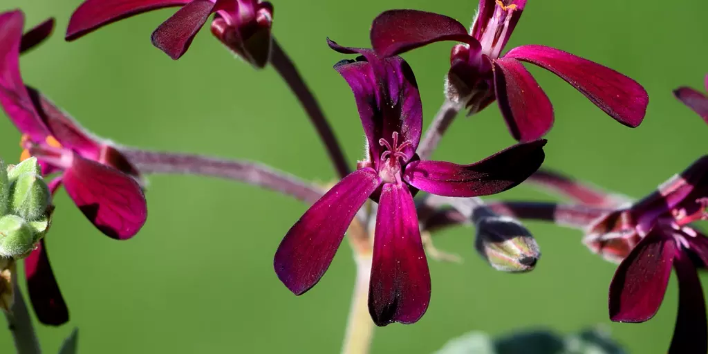 Detail-Ansicht von Pelargonium-Blüten