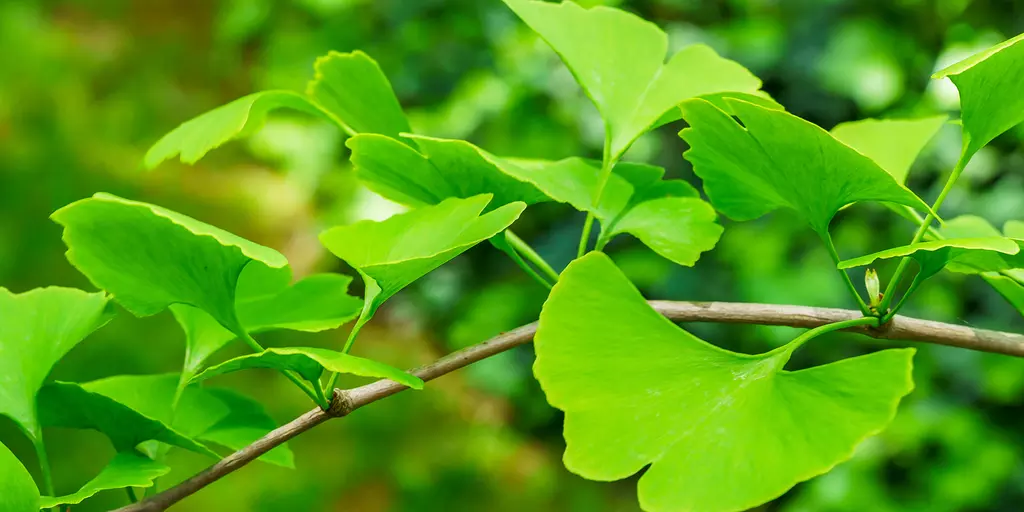 Nahaufnahme von Ginkgo-Blättern