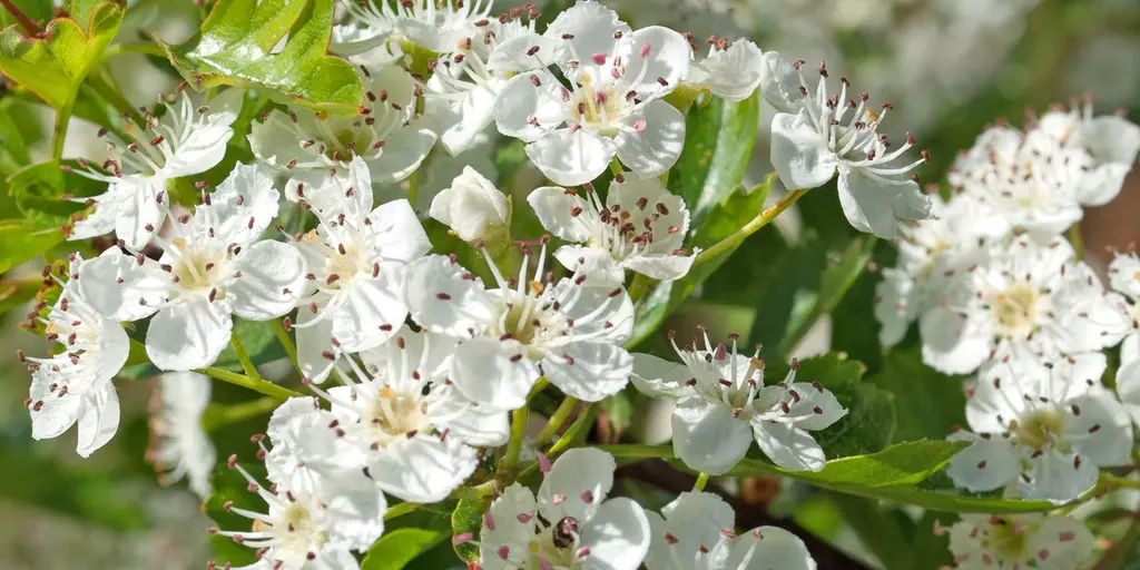 Detail-Ansicht von Weißdornblüten