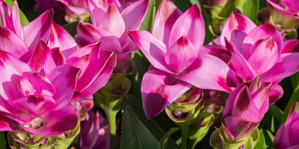 Detail-Ansicht von Curcuma-Blüten