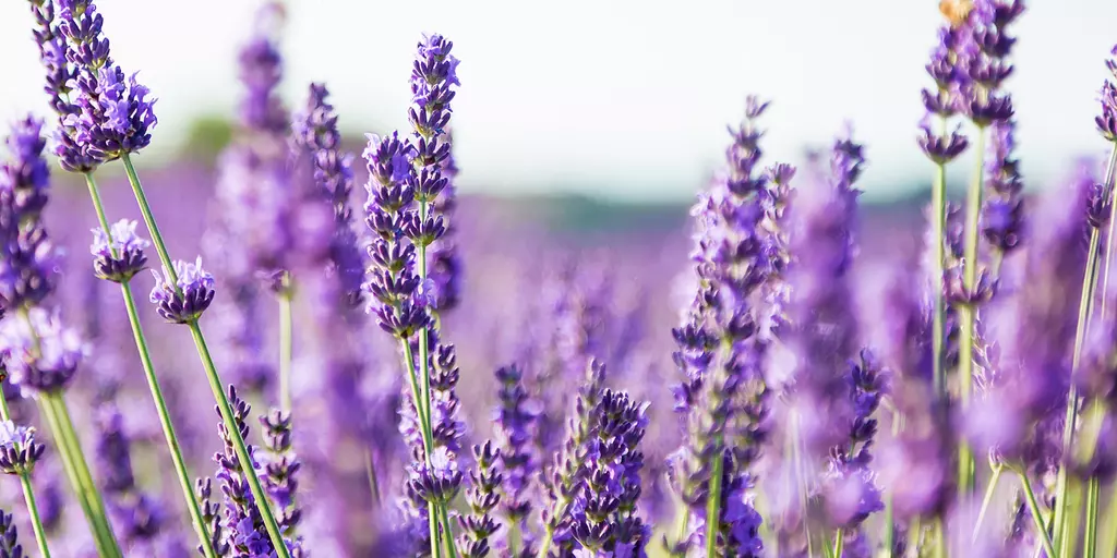 Detail-Ansicht von Lavendel-Blüten