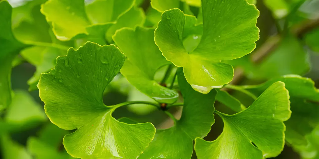 Detail-Ansicht von Ginkgo-Blättern