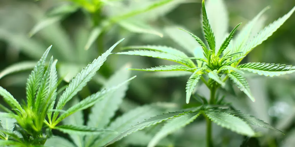 Detail-Ansicht von Cannabis-Blättern