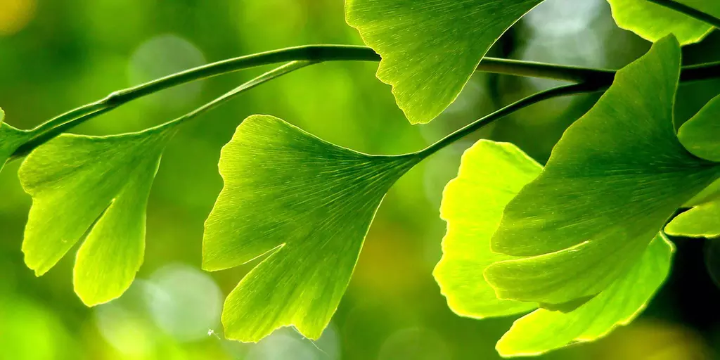 Detail-Ansicht von Ginkgo-Blättern