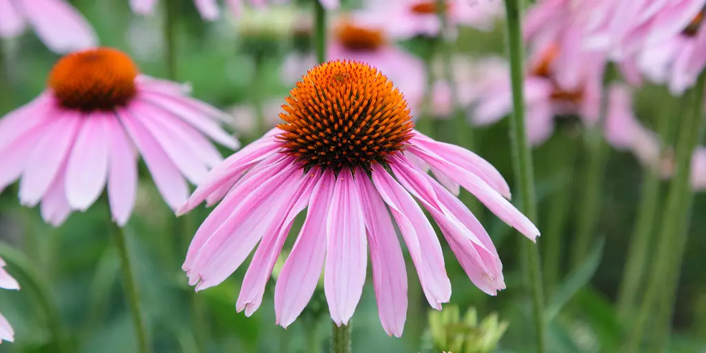 Detail-Aufnahme von Echinacea-Blüten