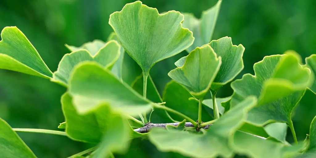 Detail-Ansicht von Ginkgo-Blättern