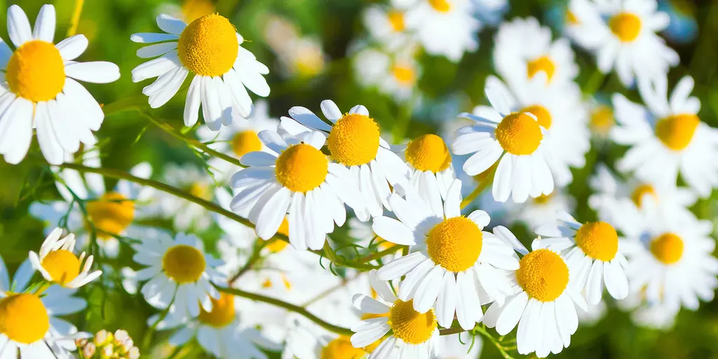Detail-Aufnahme von Kamillen-Blüten