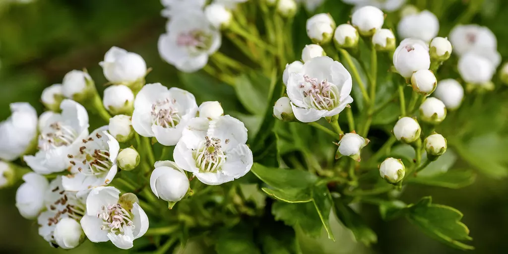 Detail-Aufnahme von Weißdorn-Blüten