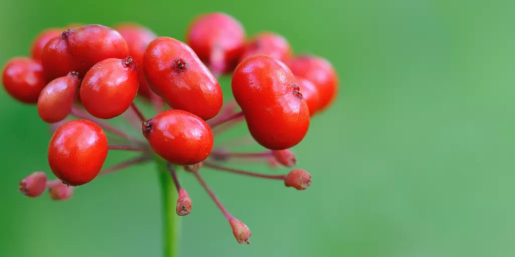 Detail-Ansicht von Ginseng-Früchten 