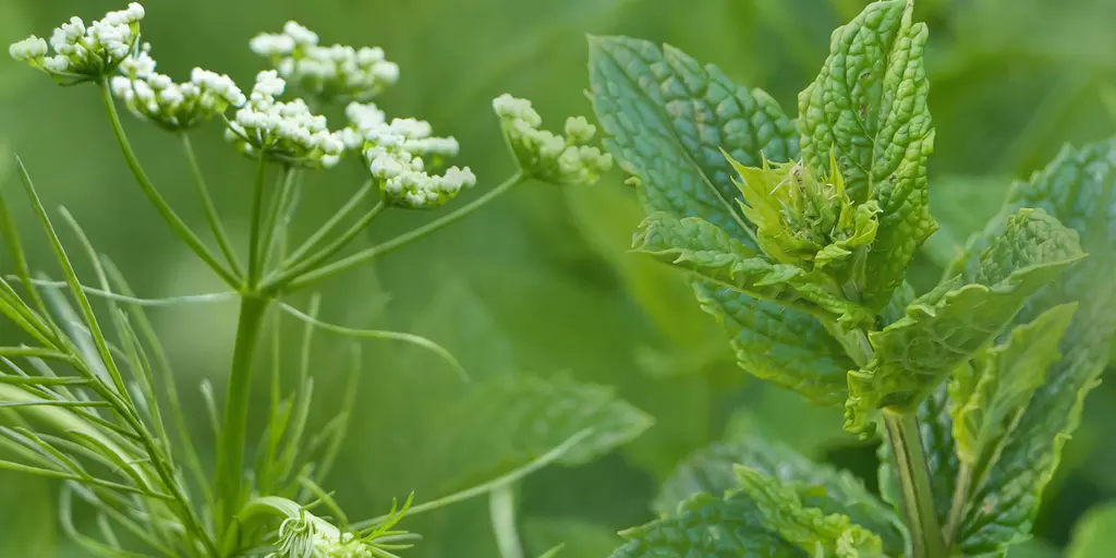 Bildkomposition aus Detailaufnahmen von Kümmelblüten und Pfefferminzblättern