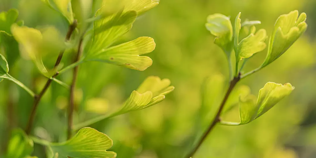 Detail-Ansicht von Ginkgo-Blättern