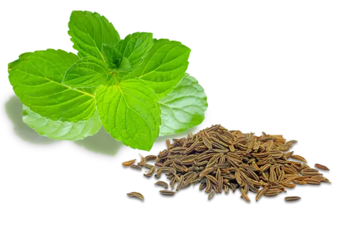 Minzblätter und Kümmelkörner