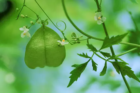 Frucht, Blätter und Blüten einer Ballonrebe
