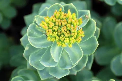 Blühende Rhodiolapflanze