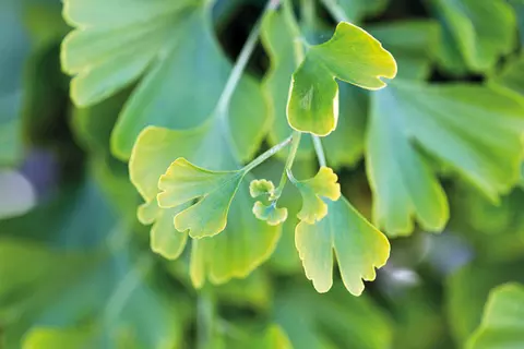 Nahaufnahme eines Ginkgo-Baumes mit seinen Blättern