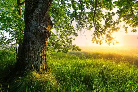 Baum auf grüner Wiese mit Sonnenuntergang