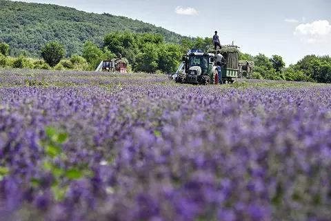 Darstellung eines Erntevorgangs auf einem Feld