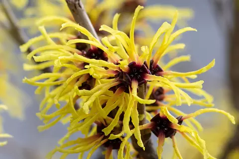 Hamamelis Blüten und Zweige