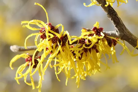 Hamamelis Blüten und Zweige