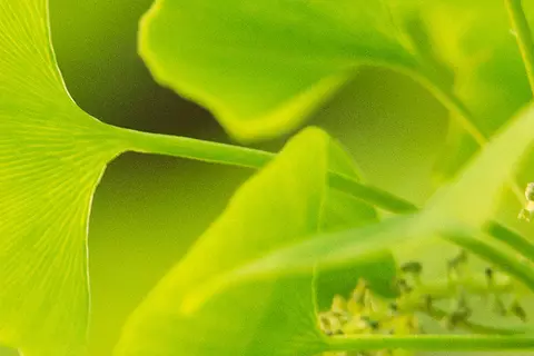 Detail-Ansicht von Ginkgoblättern