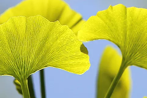 Detail-Ansicht von Ginkgoblättern