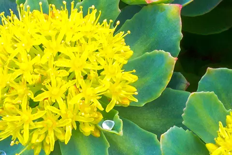 Detail-Ansicht von Rhodiola-Blüten