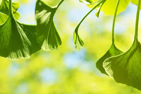 Detail-Ansicht von Ginkgoblättern