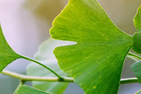Detail-Ansicht von Ginkgoblättern