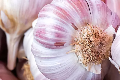 Detail-Ansicht von Knoblauch-Knollen
