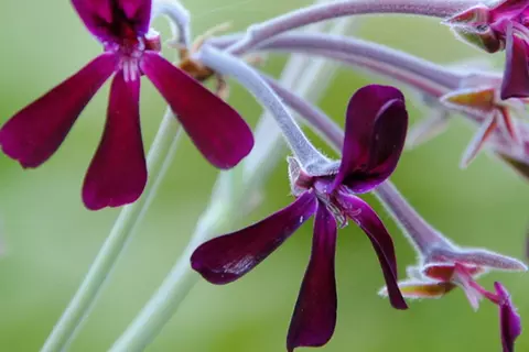 Detail-Ansicht von Pellargonium-Blüten