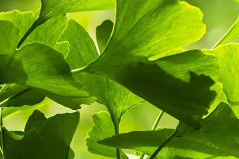 Detail-Ansicht von Ginkgoblättern