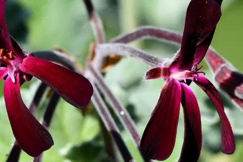 Detail-Ansicht von Pellargonium-Blüten