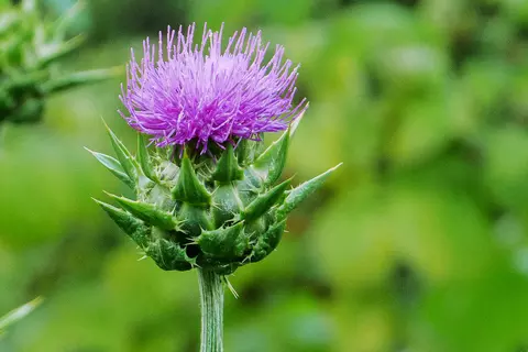 Detail-Ansicht einer Mariendistel-Blüte