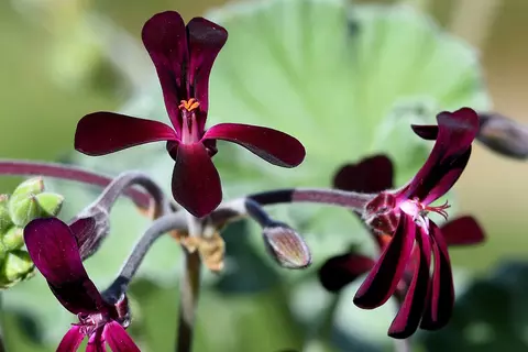 Detail-Ansicht von Pellargonium-Blüten